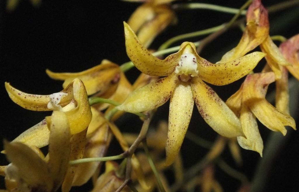 Dendrobium Tweetas - photo 2