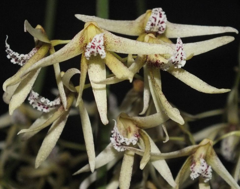 Dendrobium Wamberal - photo 2
