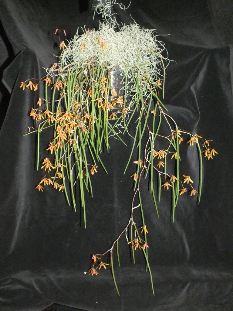 Dendrobium Wesley Pink - photo 2