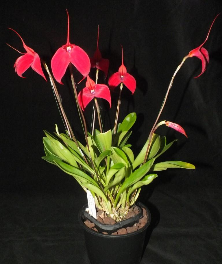 Masdevallia Chilli Falcon - photo 2