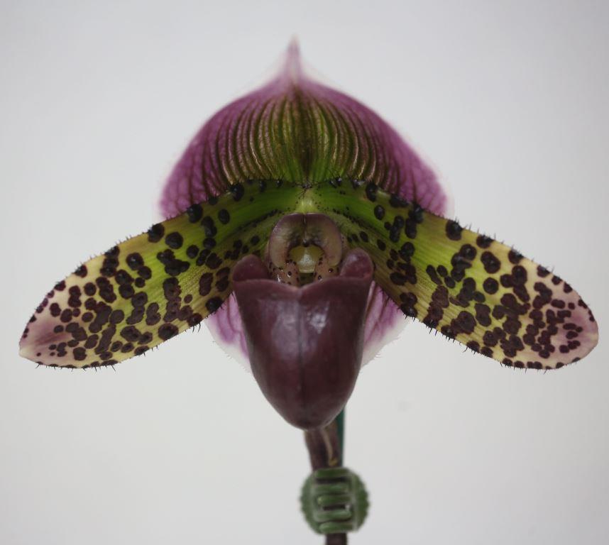 Paph Hsinying Malone