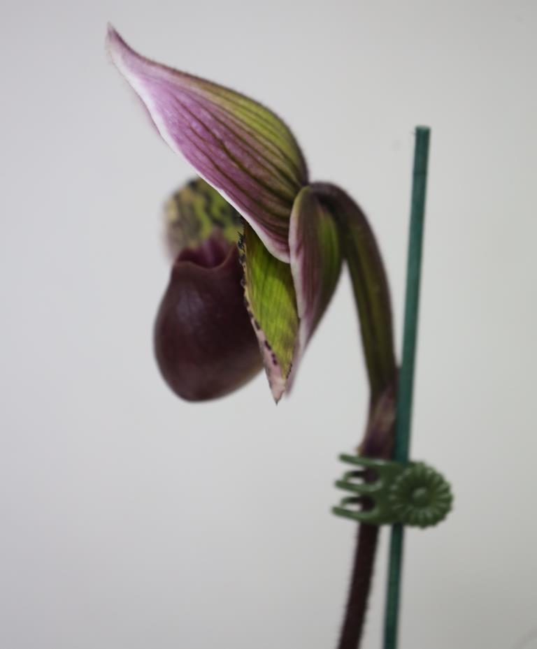 Paphiopedilum Hsinying Malone - photo 2