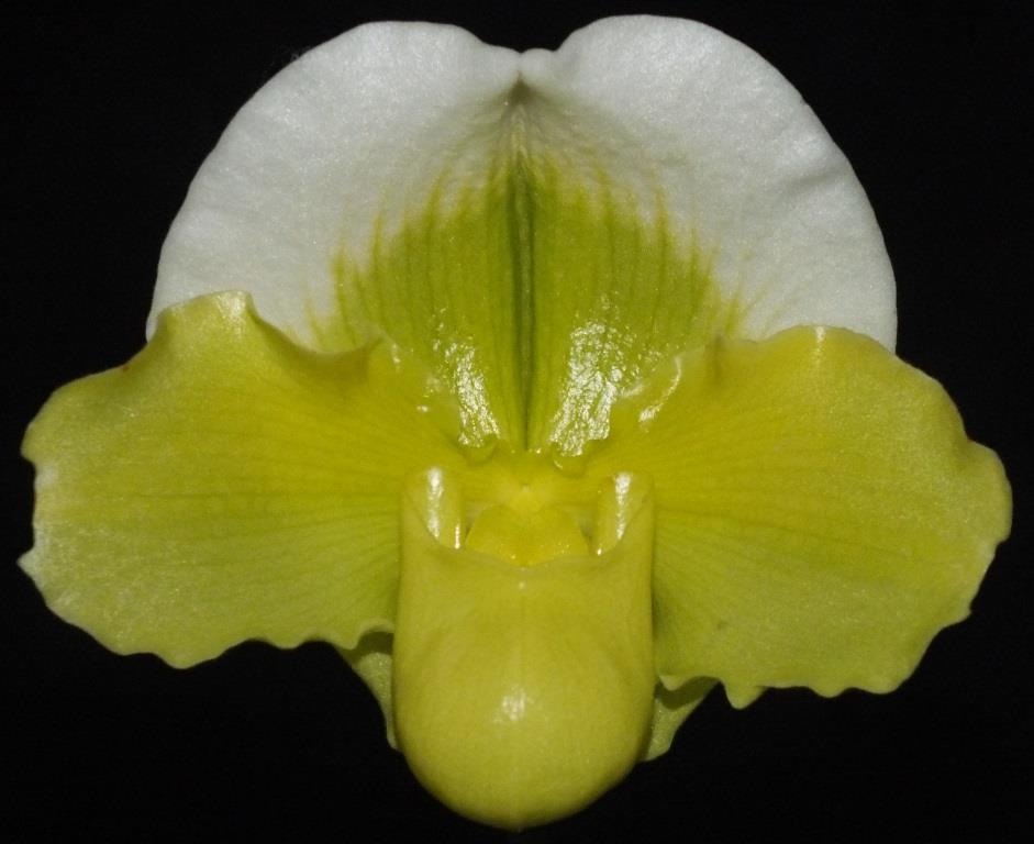 Paph TB Lorna Doone