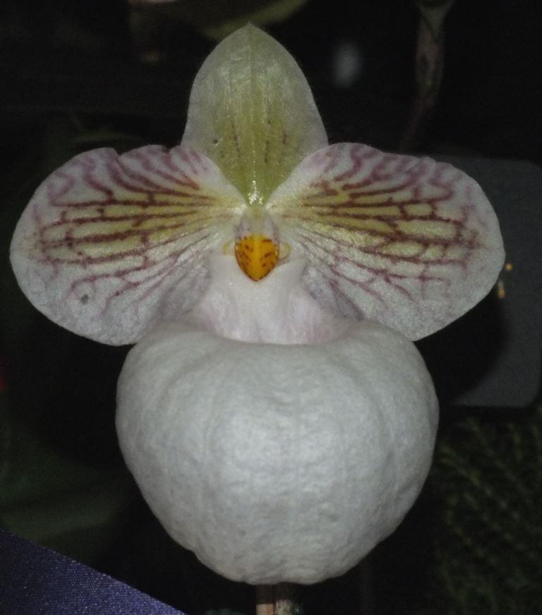 Paphiopedilum micranthum - HCC/AOC
