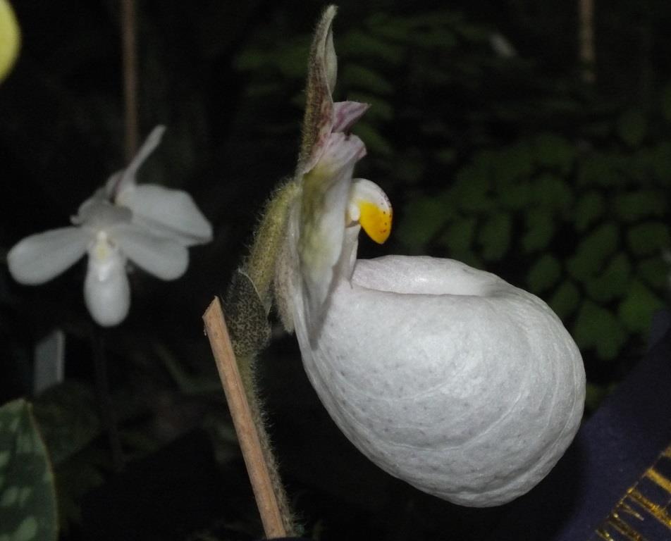 Paphiopedilum micranthum - photo 2