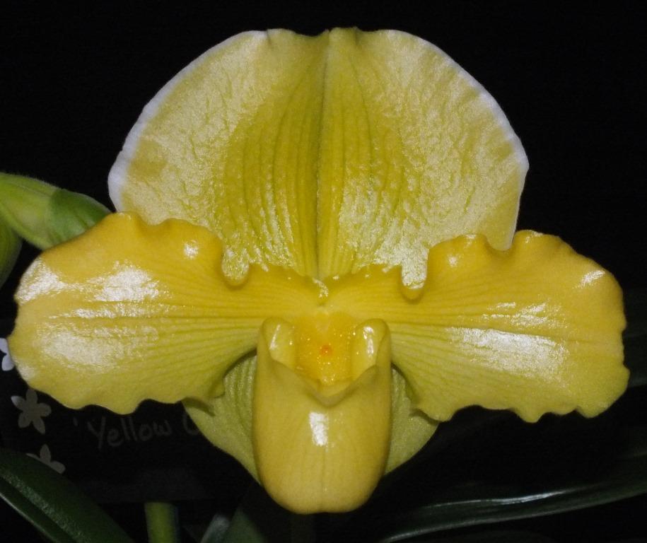 Paph TB Mitchell James