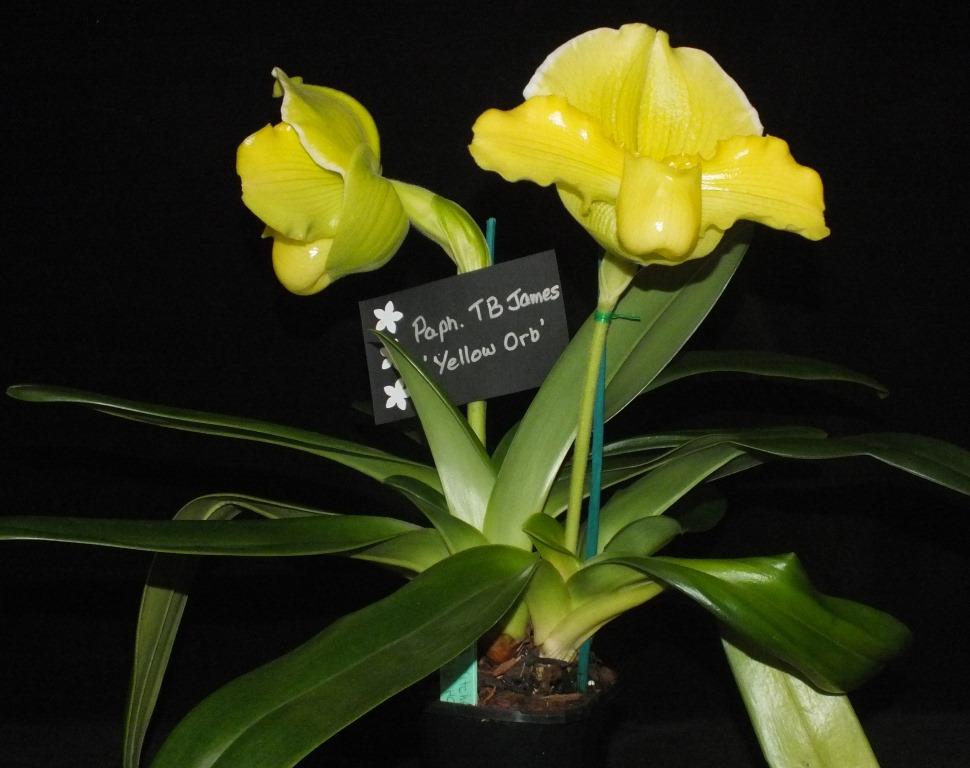 Paphiopedilum TB Mitchell James - photo 2