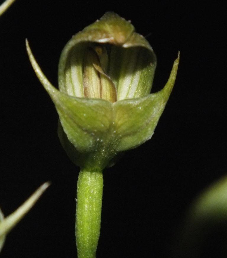 Pterostylis curta