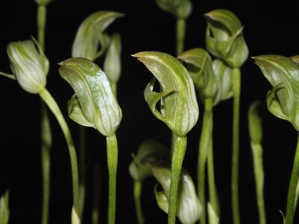 Pterostylis curta - photo 2