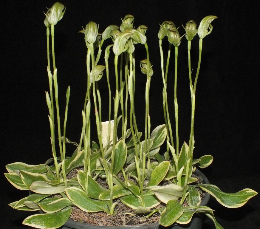 Pterostylis curta