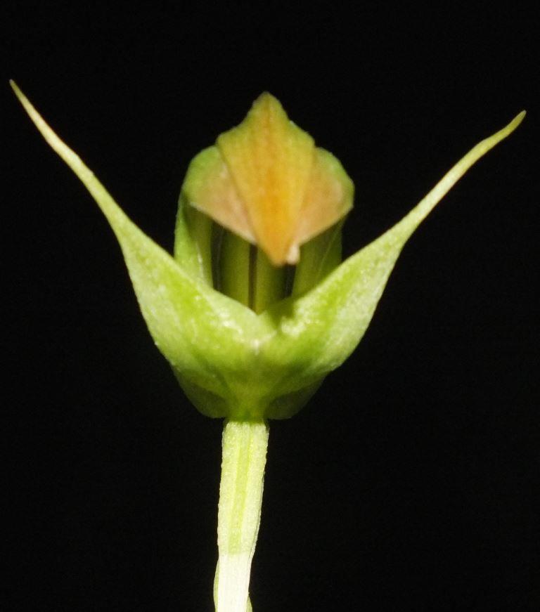 Pterostylis X ralfcranei