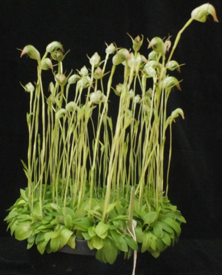 Pterostylis X ralfcranei - photo 2
