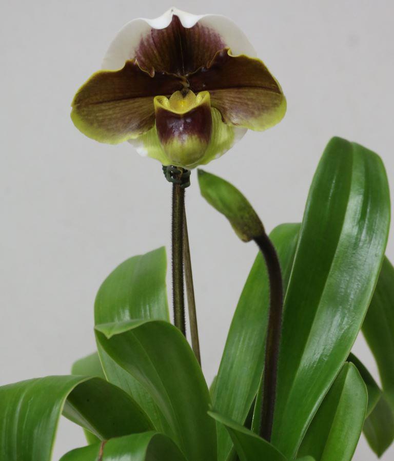 Paph Toby Ho