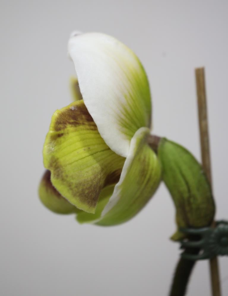 Paphiopedilum Toby Ho - photo 2