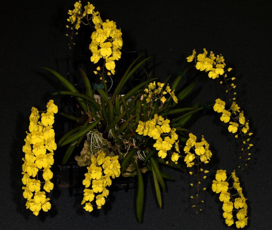 Zelenkoa onusta - photo 2