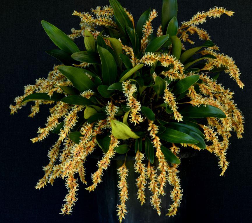 Dendrochilum cootesii