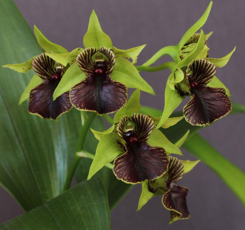 Den Little Green Apples