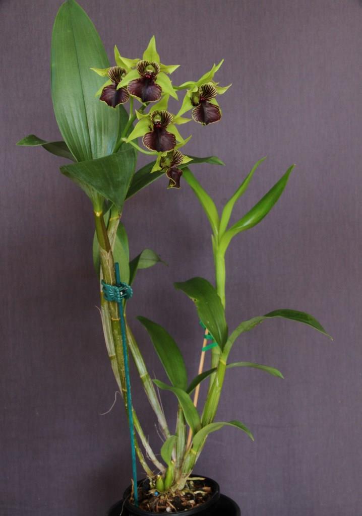 Dendrobium Little Green Apples - photo 2