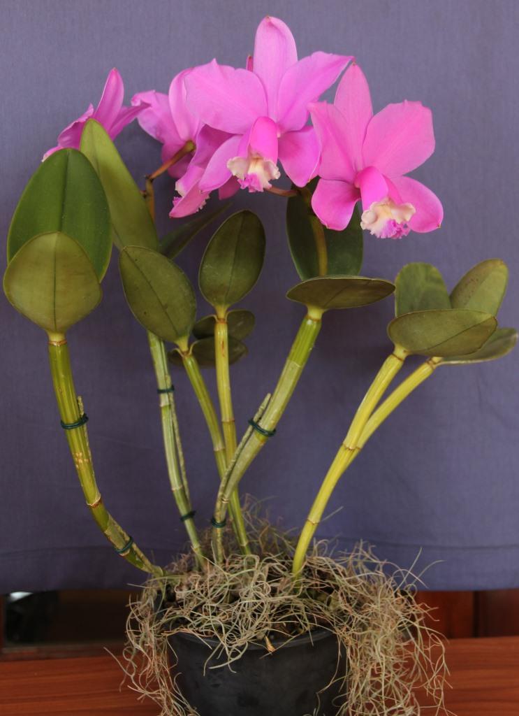 Cattleya loddigesii subsp. purpurea - photo 2