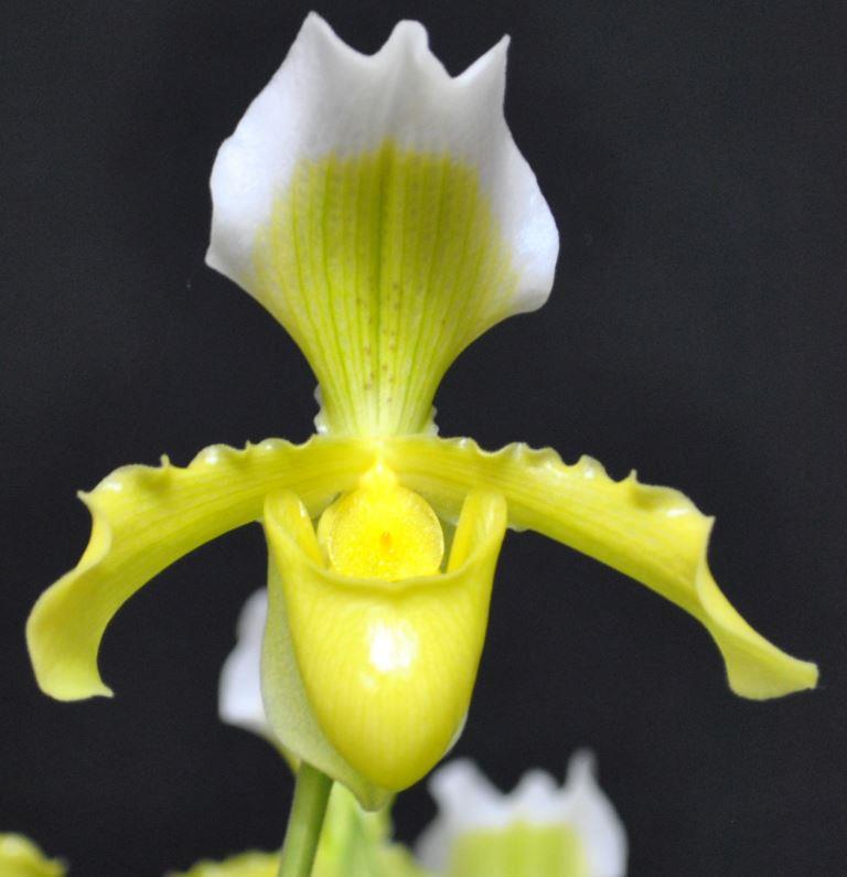 Paphiopedilum insigne