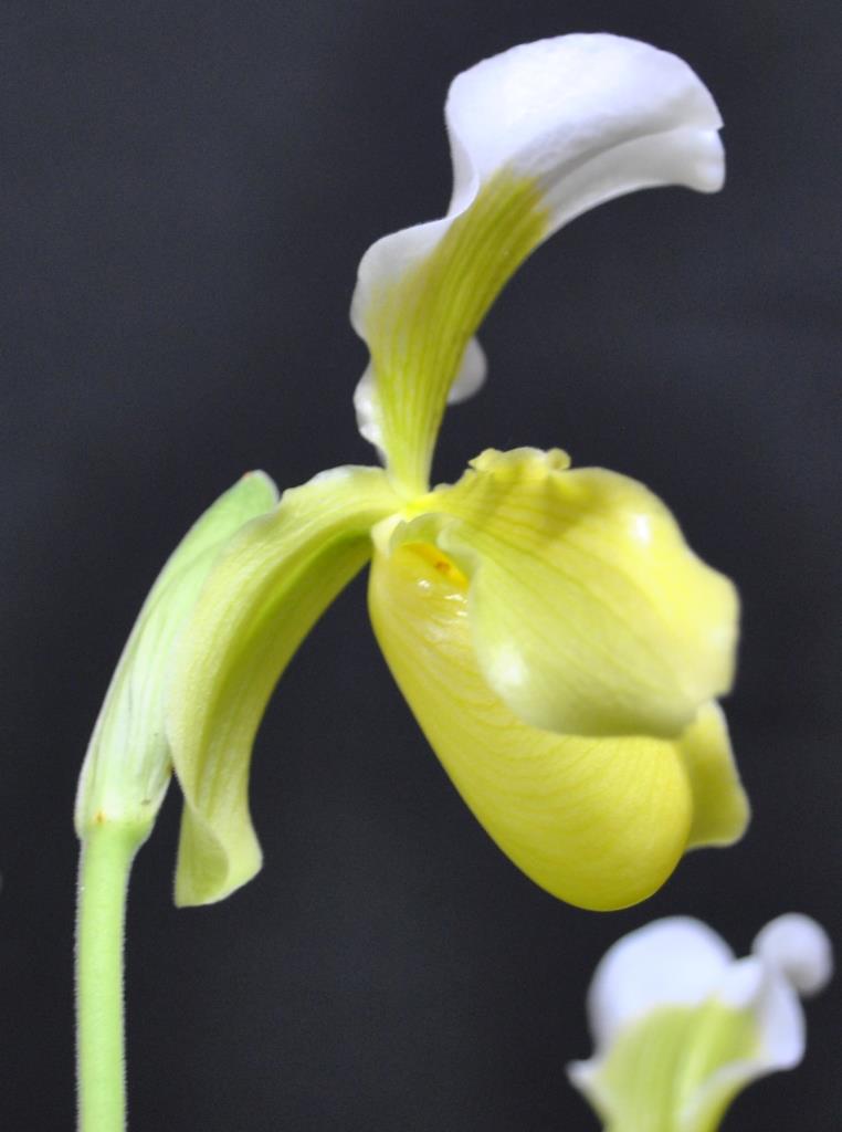 Paphiopedilum insigne - photo 2