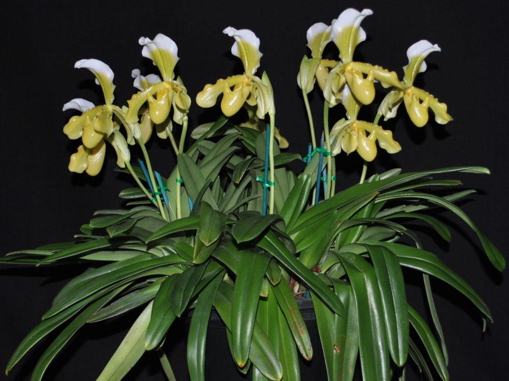 Paphiopedilum insigne