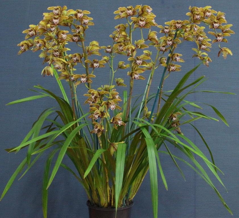 Cymbidium Donja Shari - photo 2
