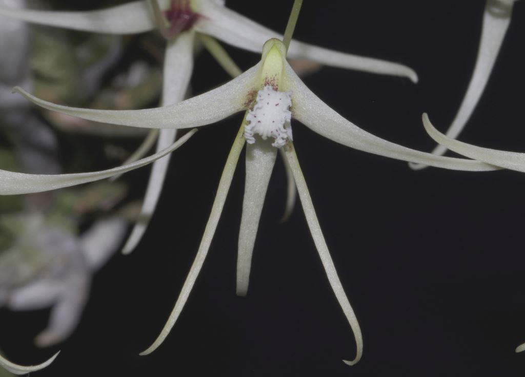 Dendrobium teretifolium