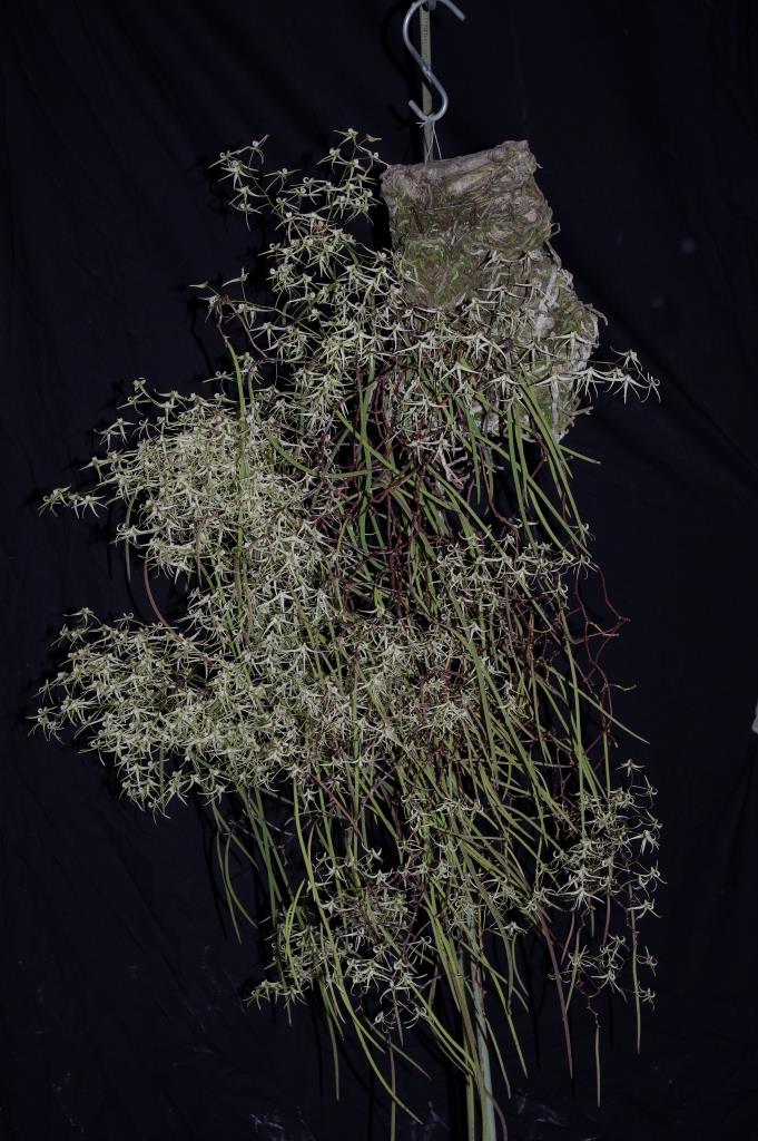 Dendrobium teretifolium var. fasciculatum - photo 2