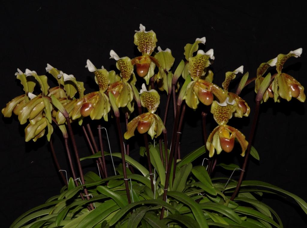 Paphiopedilum insigne