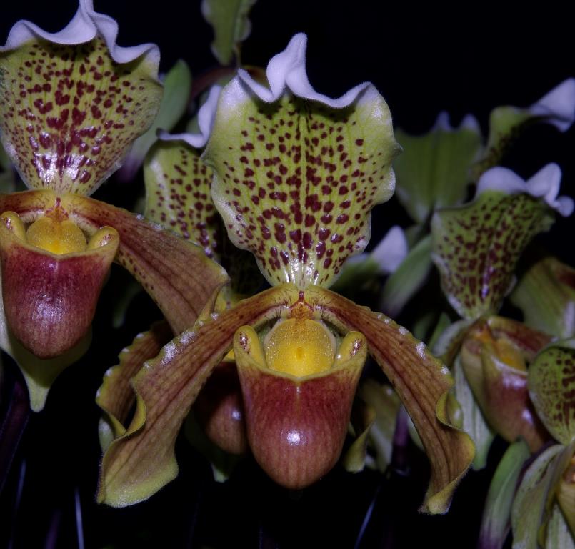 Paphiopedilum insigne - photo 2