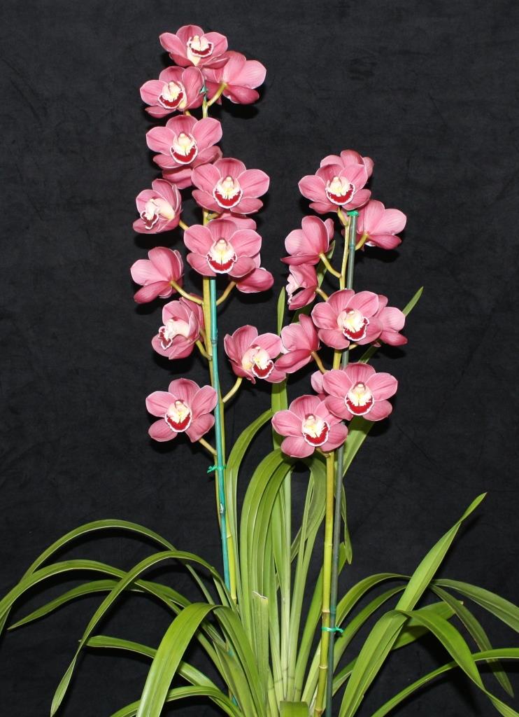 Cymbidium Olympic Flame - photo 2