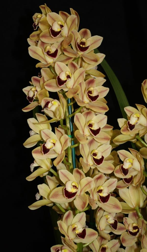 Cymbidium Louie's Pride - photo 2