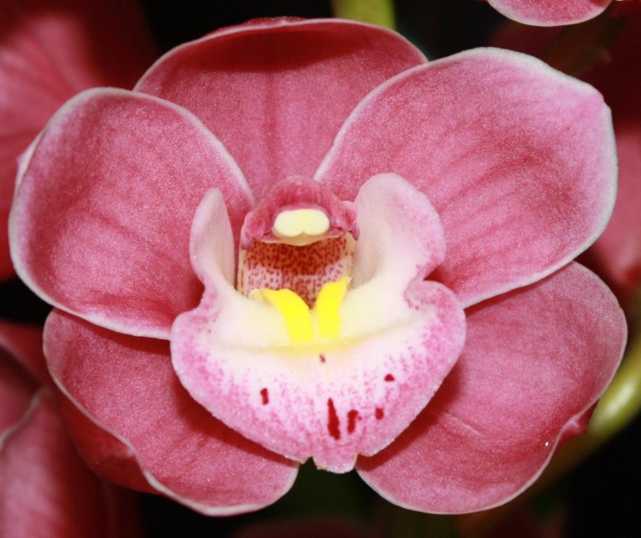 Cym Templestowe's Charm