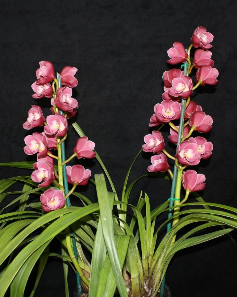 Cymbidium Templestowe's Charm - photo 2