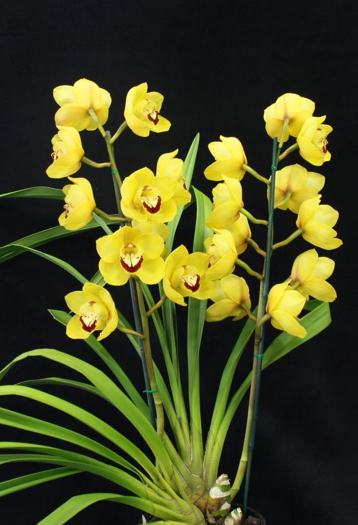 Cymbidium Marilyn Thomas - photo 2