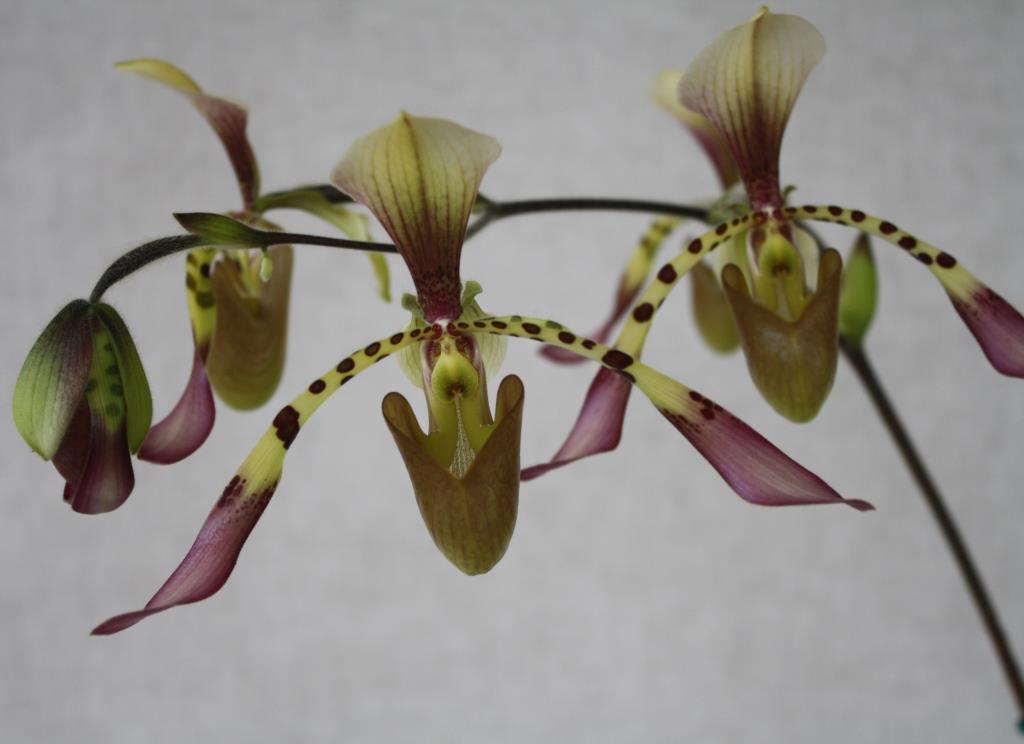 Paph Toni Semple