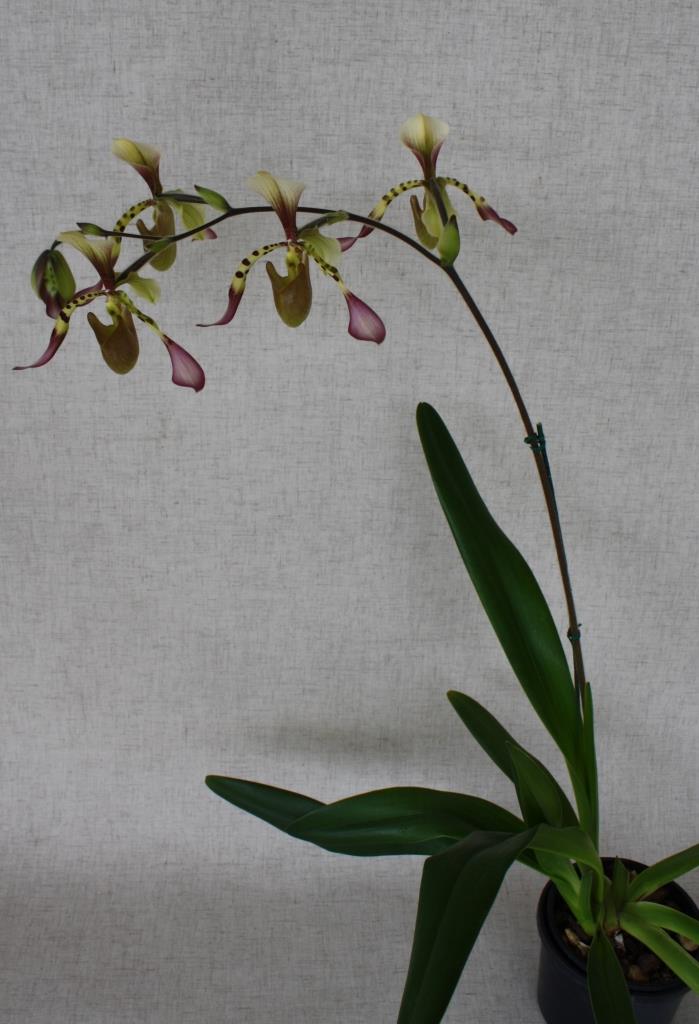 Paphiopedilum Toni Semple - photo 2