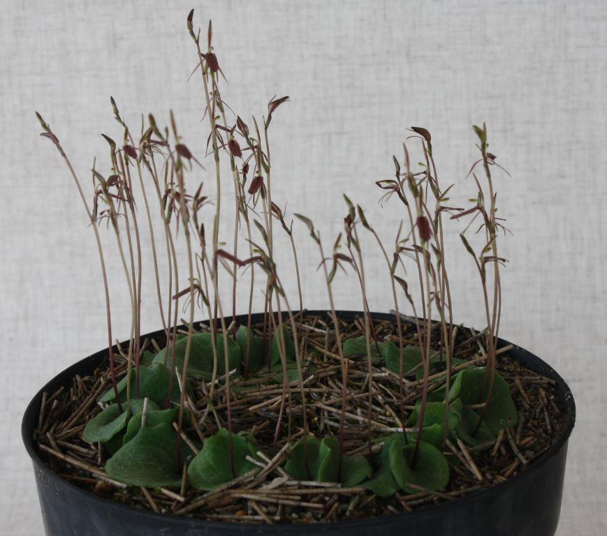 Cyrtostylis reniformis