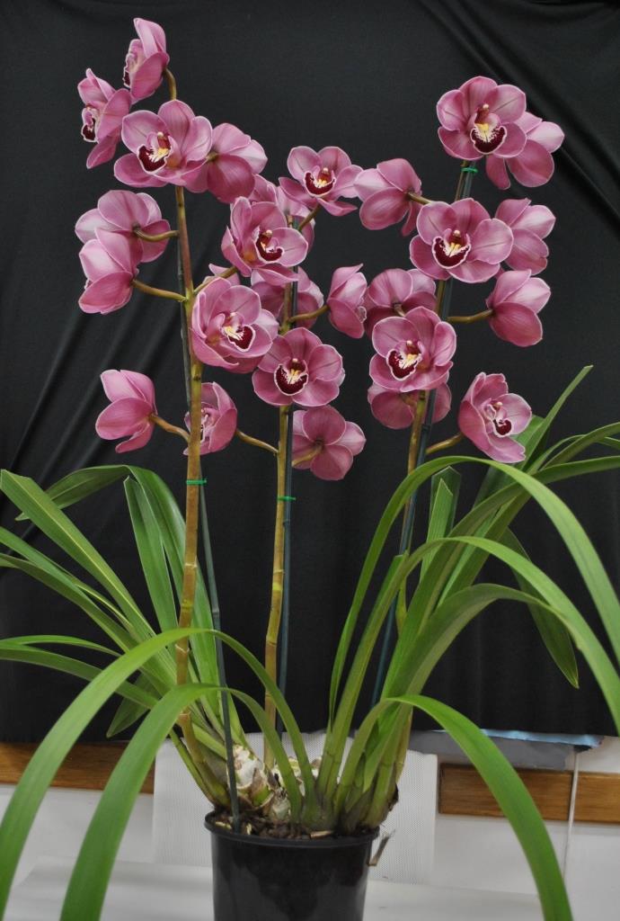 Cymbidium Regal Flames - photo 2