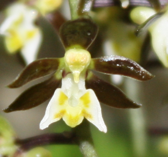 Plectorrhiza tridentata