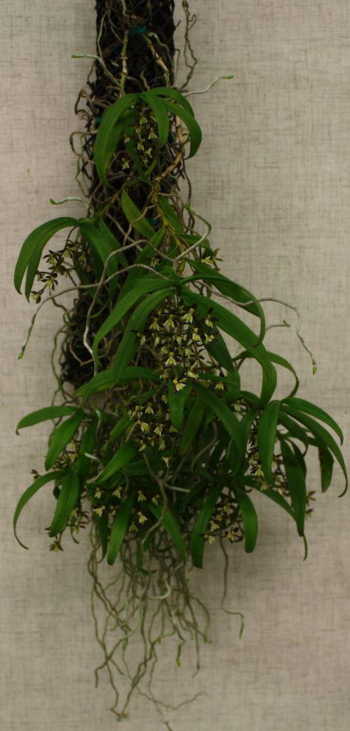 Plectorrhiza tridentata