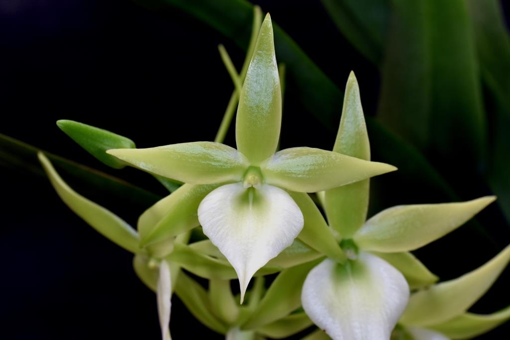Angraecum Veitchii - photo 2