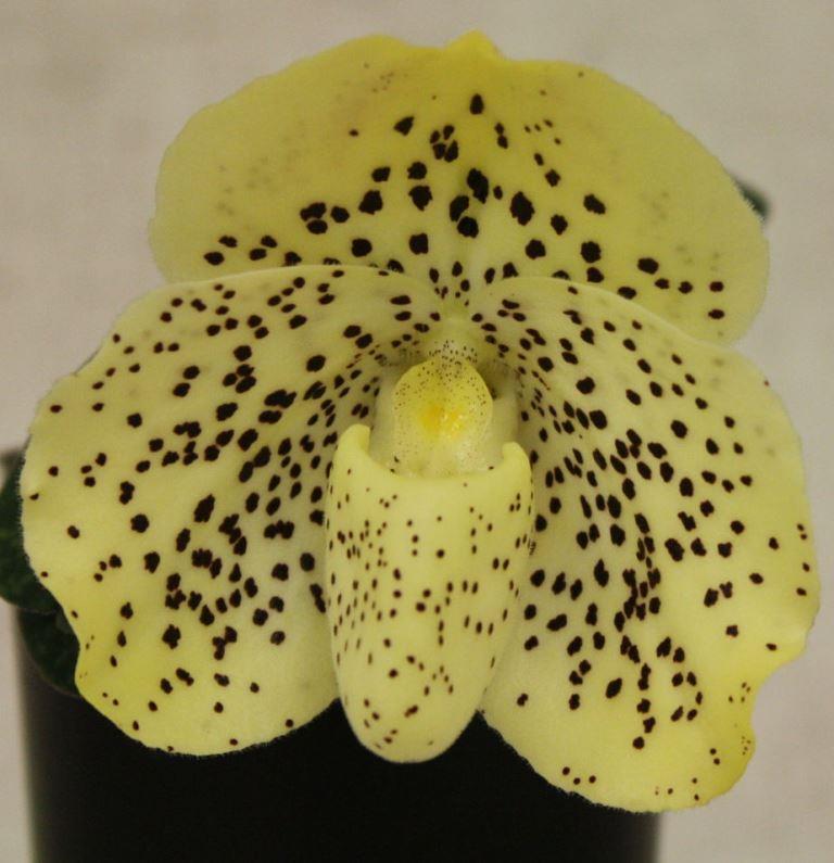 Paphiopedilum wenshanense