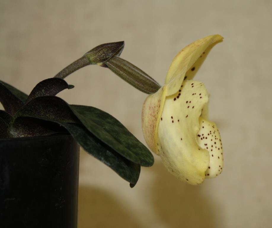 Paphiopedilum wenshanense - photo 2