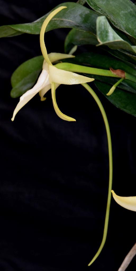 Angraecum sesquipadale