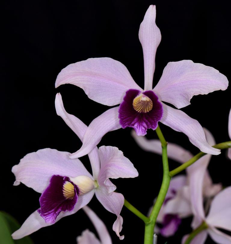 Cattleya purpurata