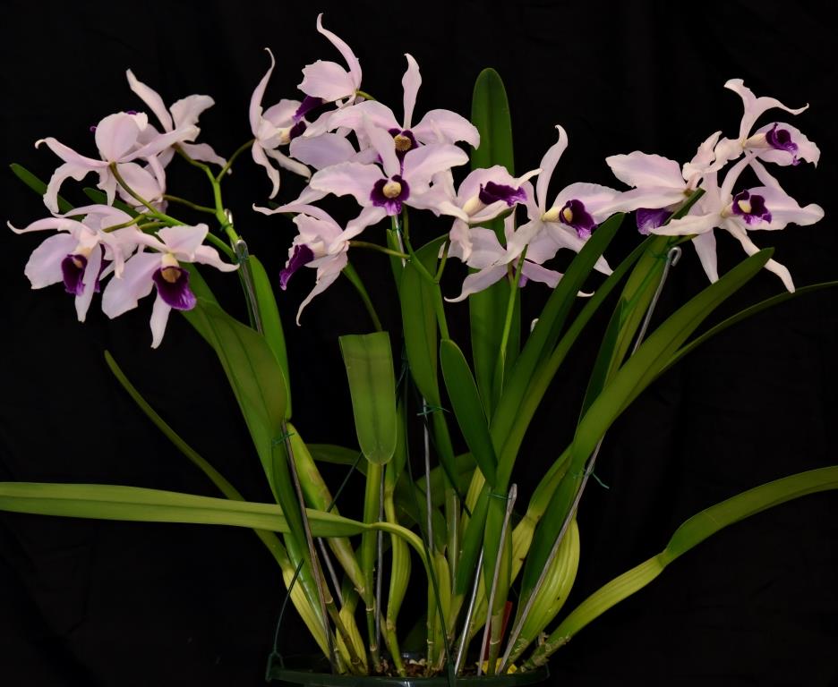 Cattleya purpurata - photo 2