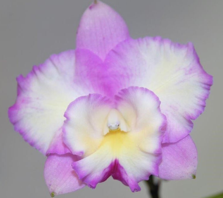 Rlc Rosella's Little Angel