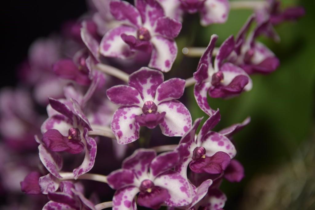 Rhynchostylis gigantea